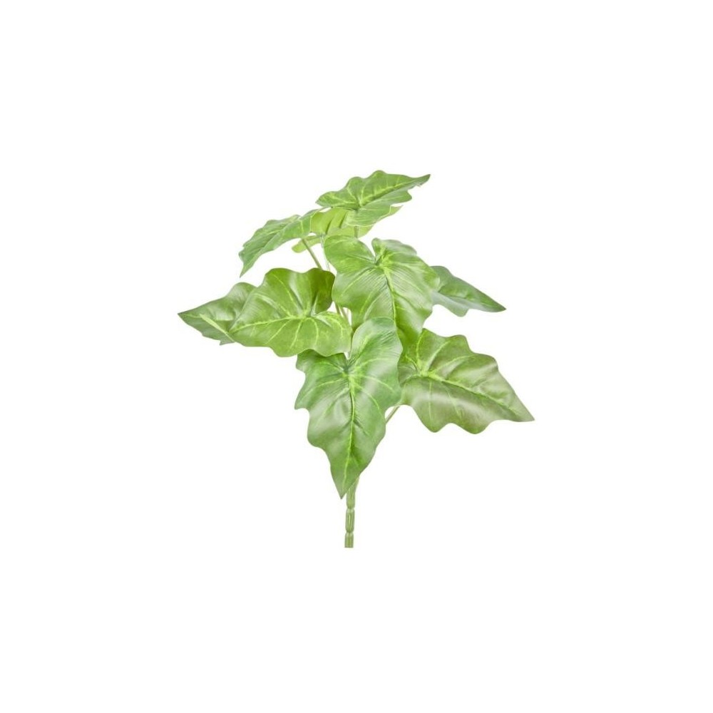 CIUFFO ALOCASIA MICHOLITZIAN X